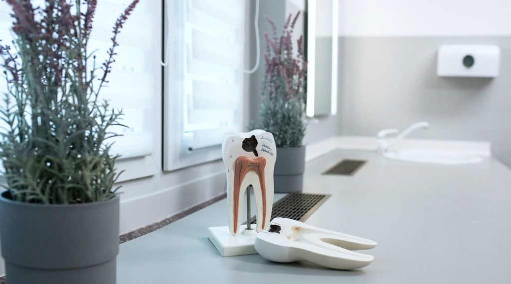 Model eines Zahn, Zahnarztpraxis Slobodda in Weida